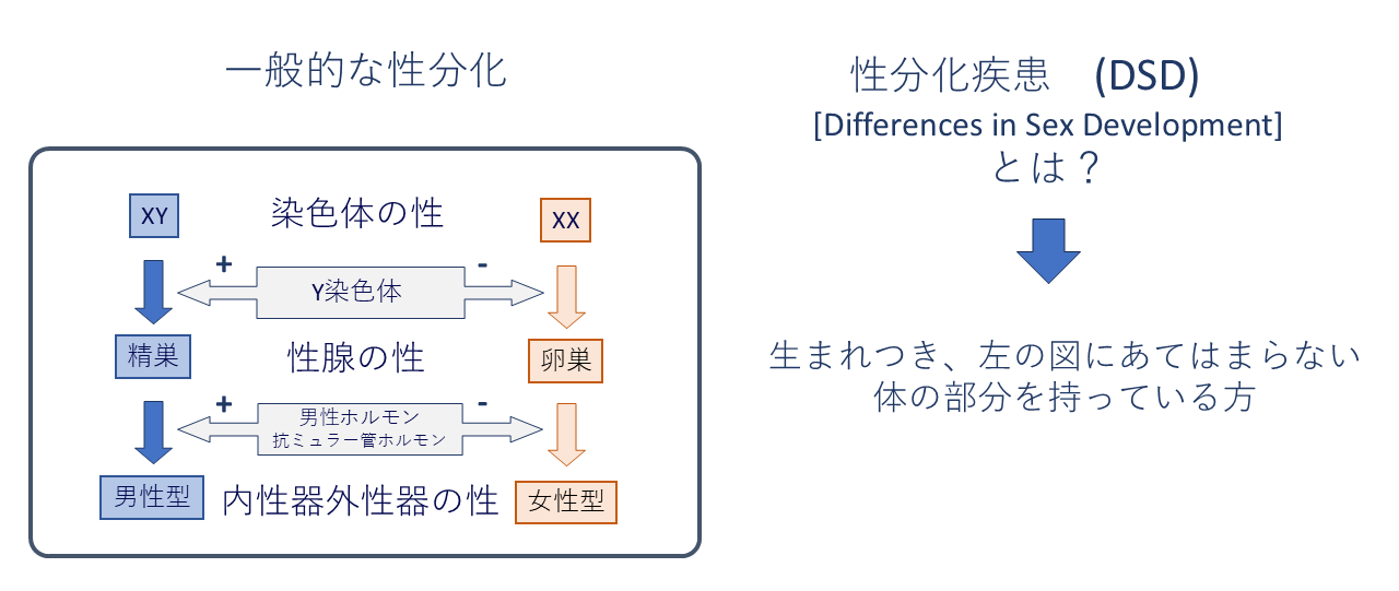 性分化疾患の解説図