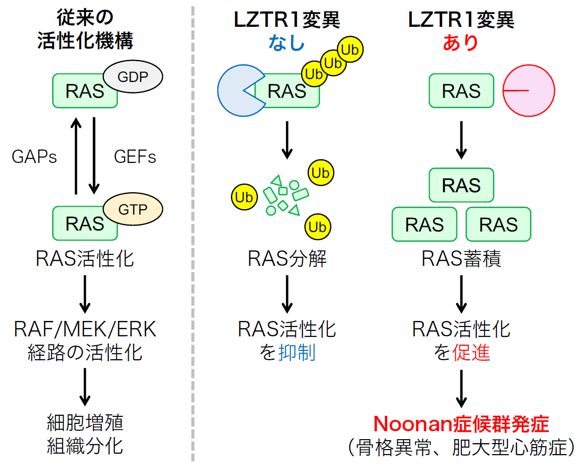 図1. 本研究の概略