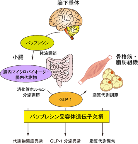 本研究で明らかになったバソプレシン受容体遺伝子欠損マウスにおける代謝異常