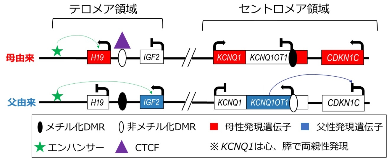 BWS図1.jpg