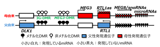 図1.png