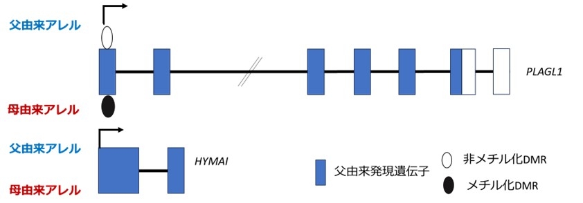 図1.jpg